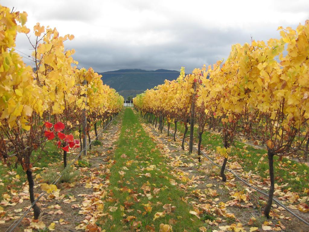 Korohi Vineyard Bnb Blenheim Exterior photo