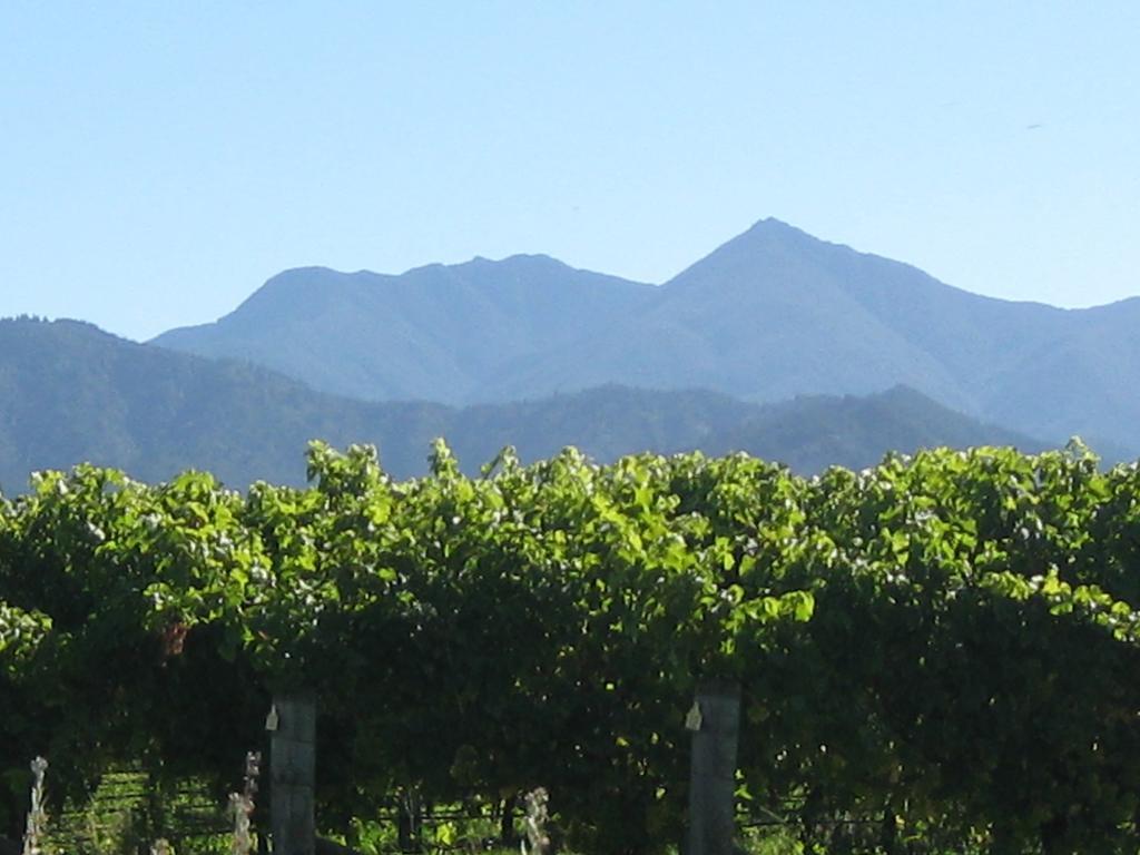 Korohi Vineyard Bnb Blenheim Exterior photo